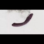 Сливовый стимулятор G-точки Womanizer OG c технологией Pleasure Air и вибрацией - 17,7 см.